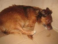 найдена собака-девочка в Зарасай (оказана ветеринарная помощь)-вернули хозяину