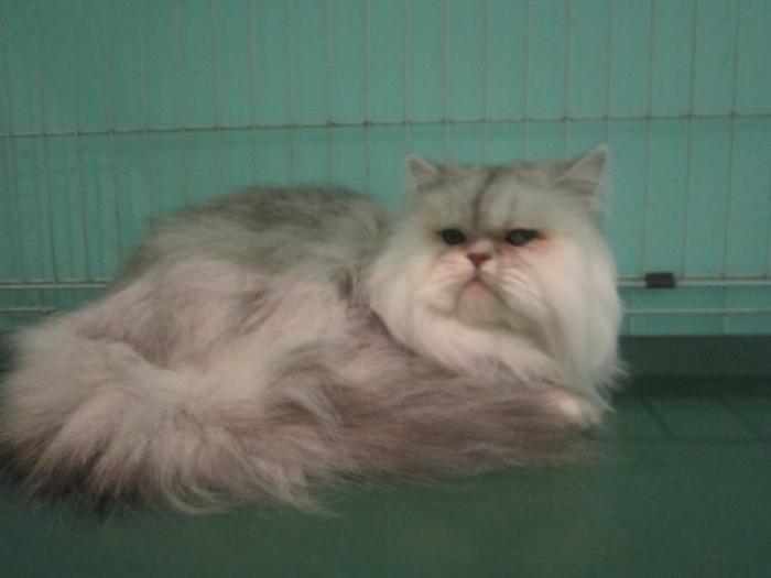 Отдадим  кастрированного кота-перса с родословной ( родился-2009 г.)