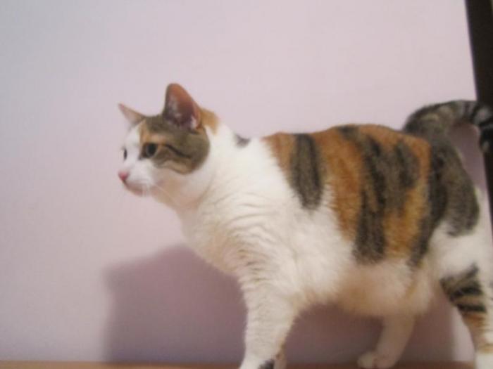 стерилизованная привитая  кошка (Маша) 5 лет