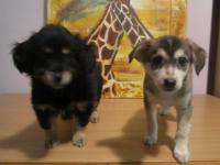 Отдам 2-х щенков (мальчик-черный, девочка -коричневая ) возраст -2 месяца тел.862060850