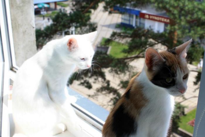 стерилизованные  кошка (Аида) и  кот (Зевс)1 год