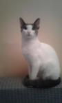   пропала кошка на дачax Pavasaris, массив D.   зовут Муська, 2 года  может кто нибудь видел или приютил?  будем благодарны